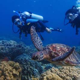 2 divers and a turtle
