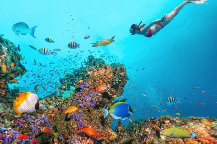 Freediver and coral fish