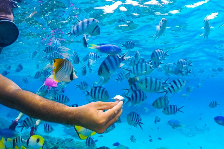 Lagoon Snorkelling Tour