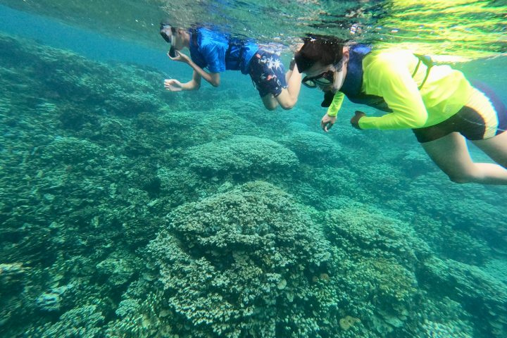 a dog swimming in a body of water