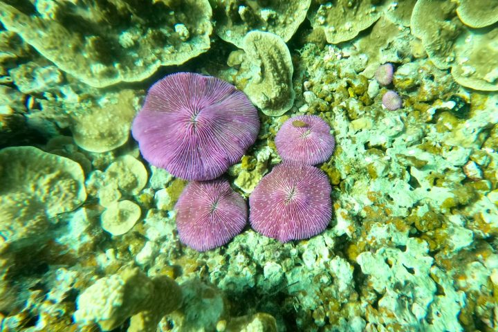 a close up of a coral