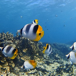 tropical fish in the water