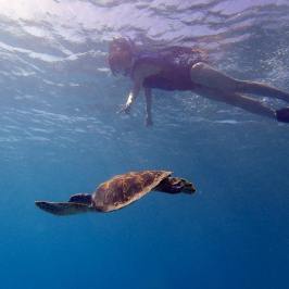 Turtle and snorkler