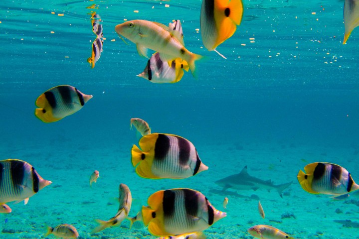 Lagoon snorkelling tour