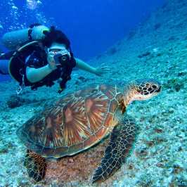Diver takes the photo of the turtle