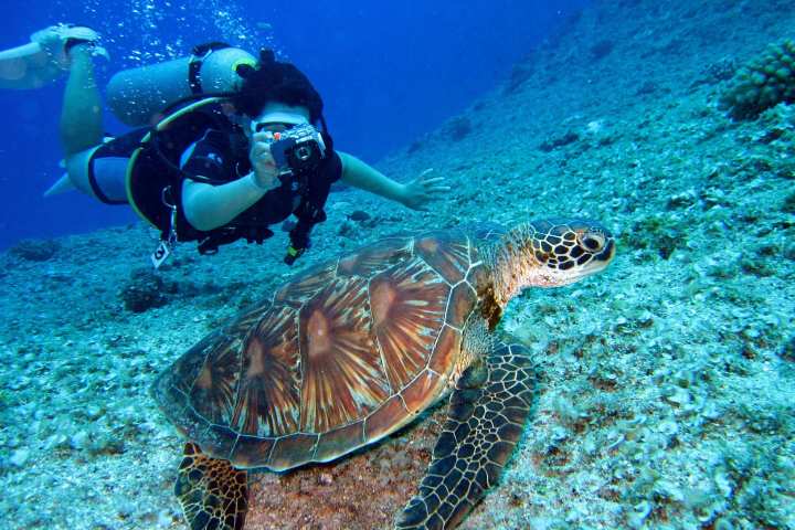 Diver takes the photo of the turtle