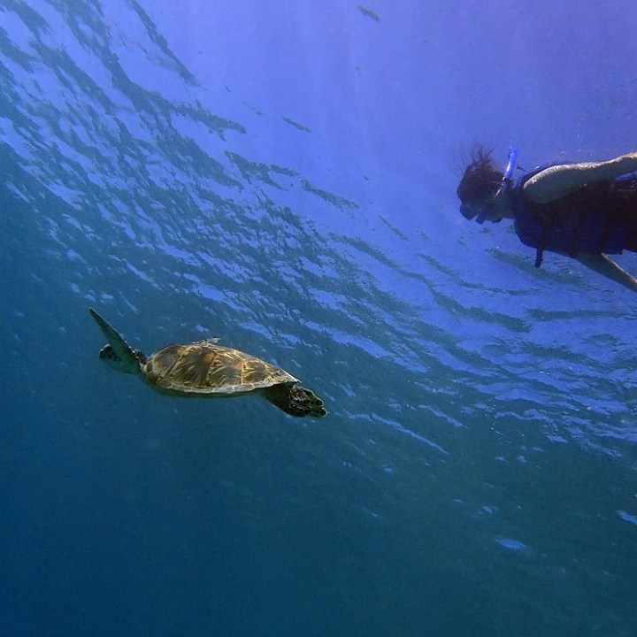 Turtle and snorkler