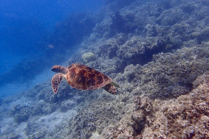 Turtle