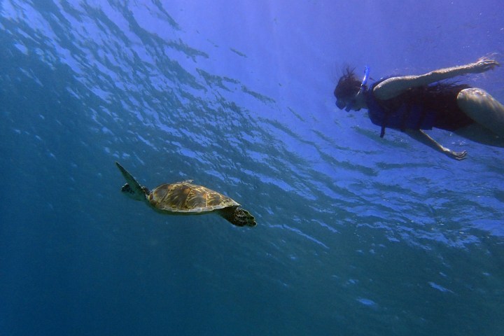 a turtle swimming under water