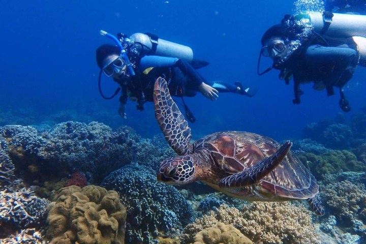a group of people swimming in the water