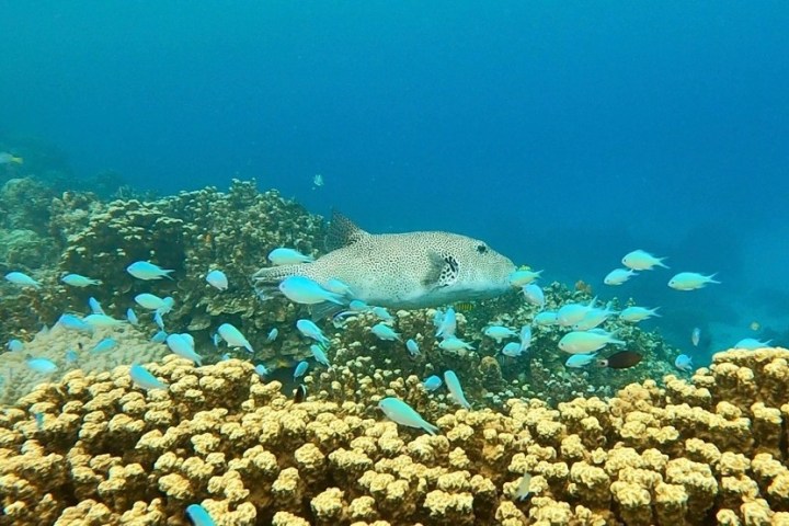 underwater view of a large rock