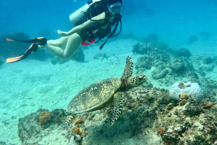 underwater view of the ocean